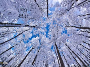 Буковый лес в зимнее время. Фихтель, Бавария, Германия.