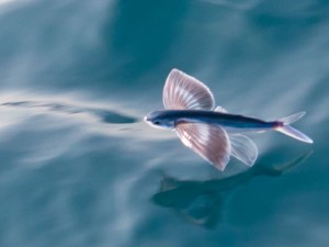 летучая рыба
