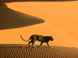 Leopard, Africa, Safari