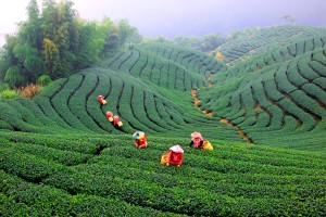 чайные поля на Тайване