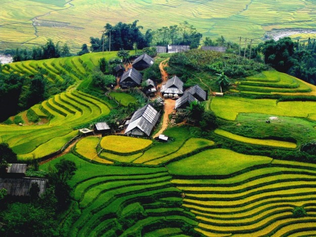 рисовые поля Ханоя