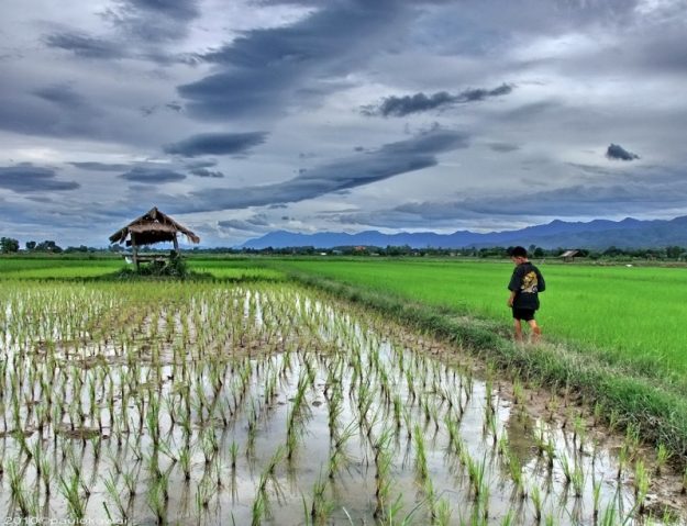 рисовое поле в Таиланде