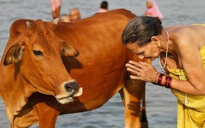 Священная корова в Индии