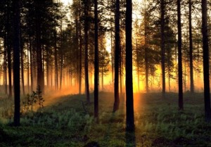 леса Швеции