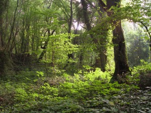 лес в Болгарии