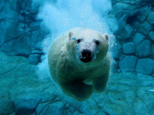 Белый медведь в водах Арктики